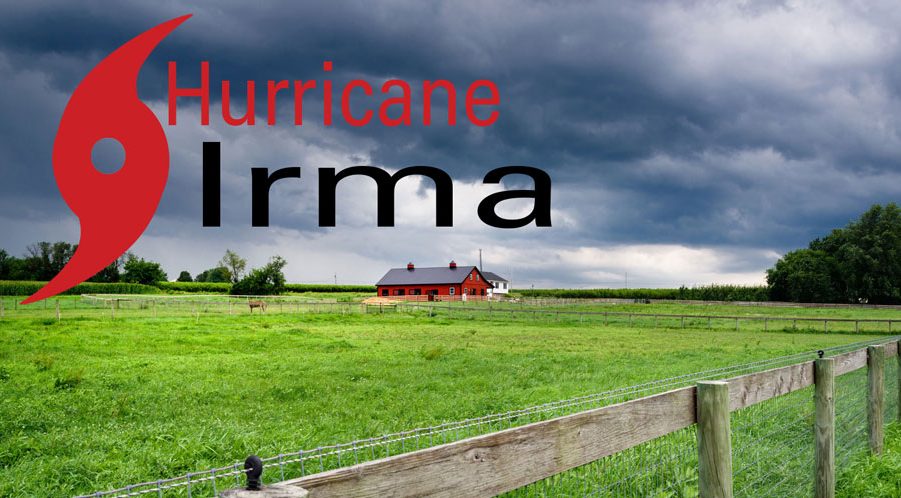 hurricane Irma