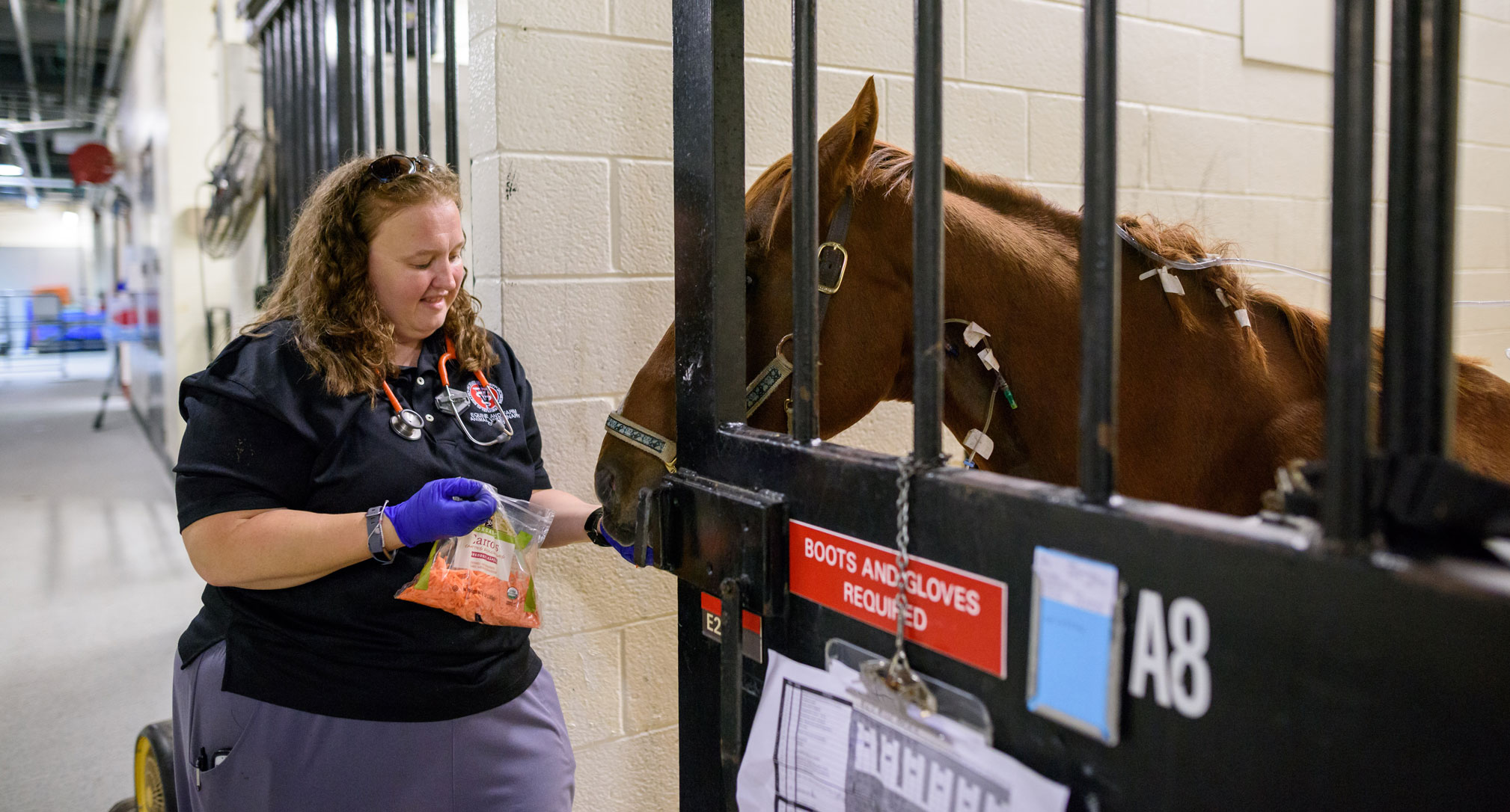 Heather Hopkinson feeding horse carrots