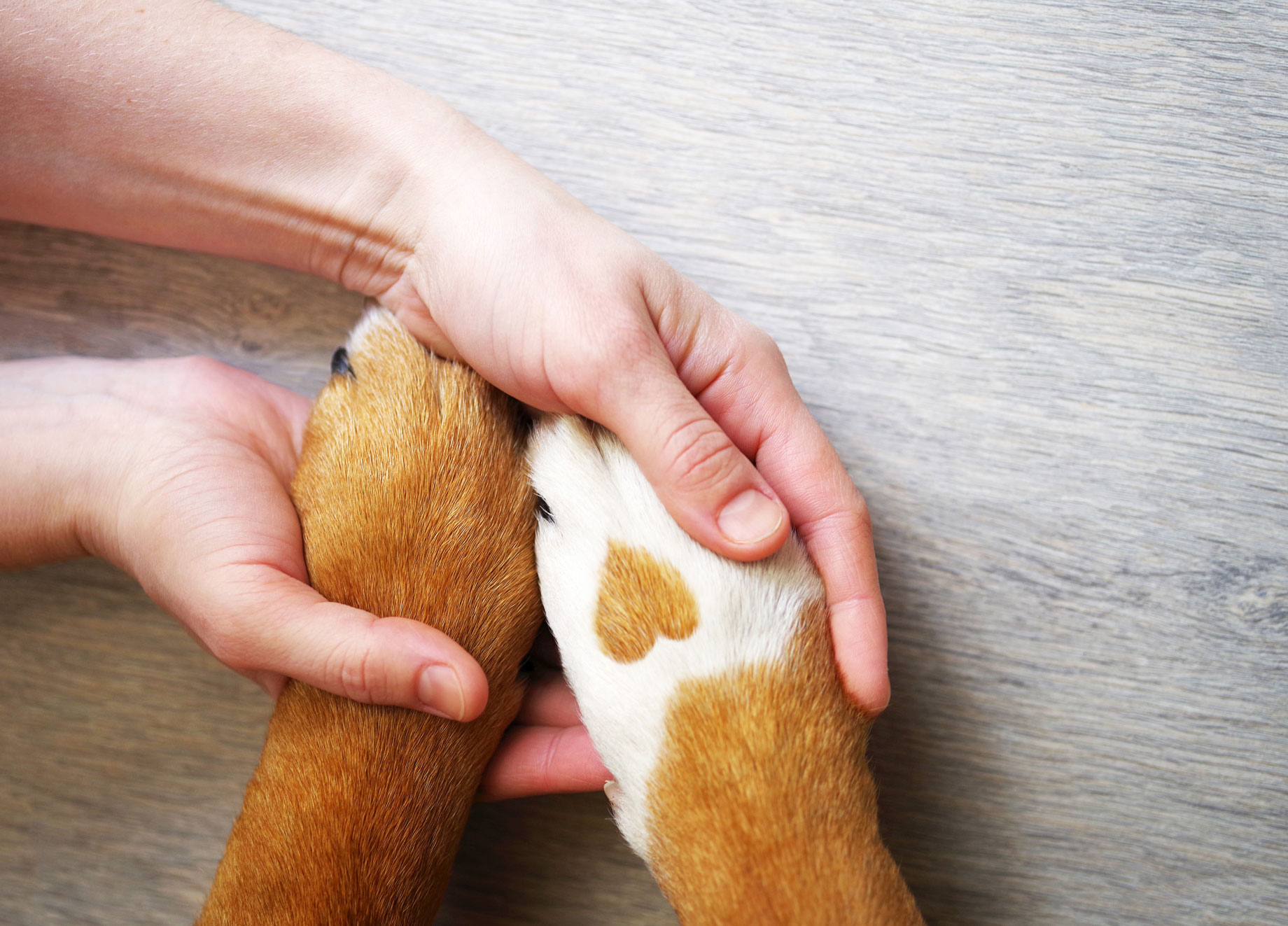 human holds dog's paws