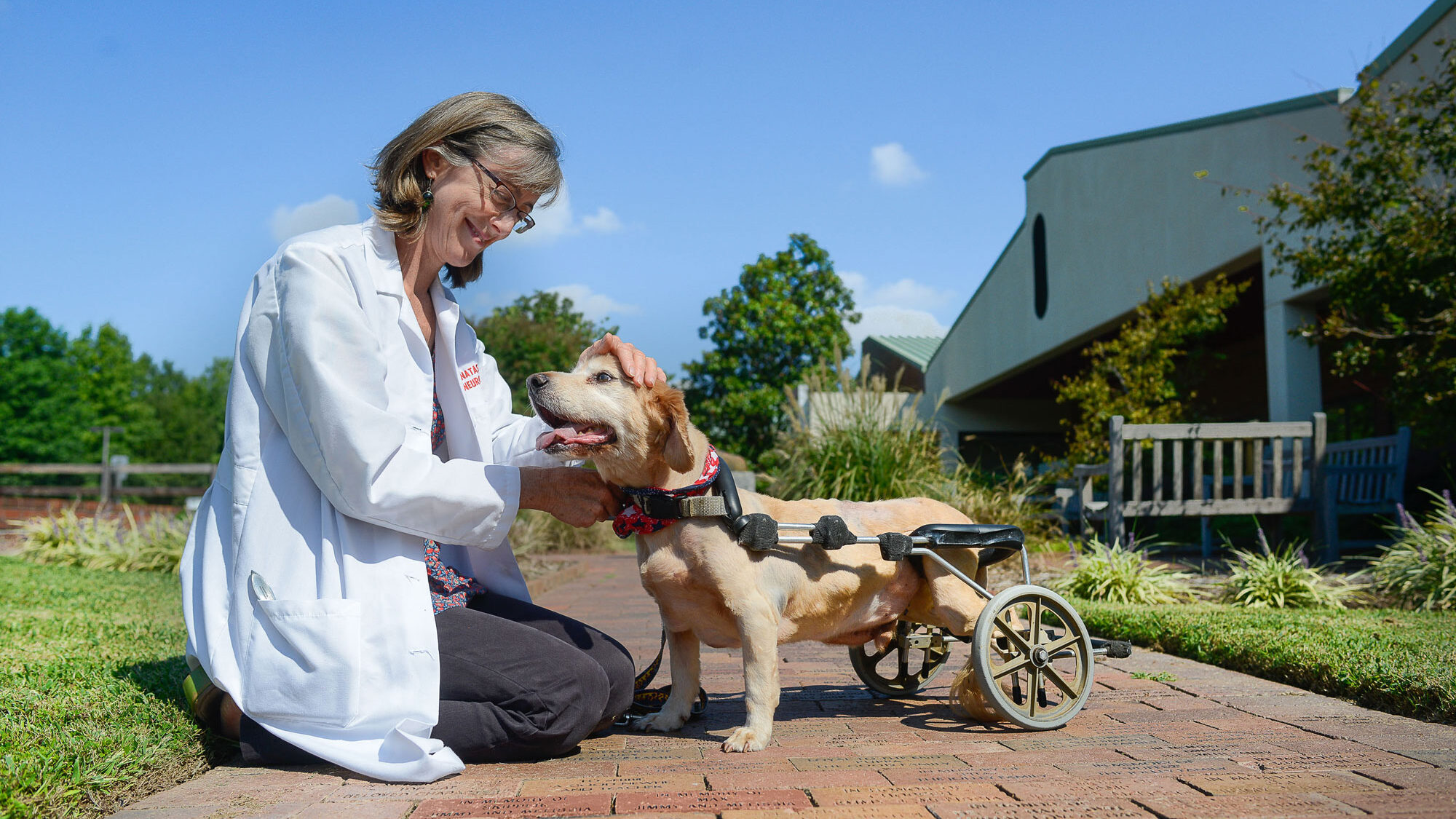 Natasha Olby with dog patient in wheelchair