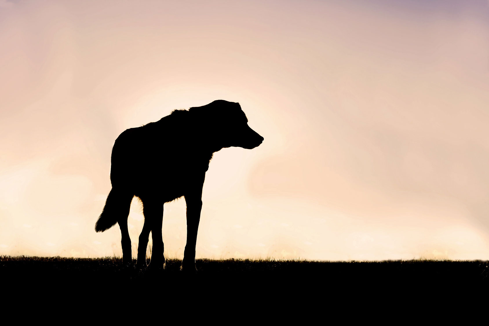 Silhouette of Poised German Shepherd Mix Dog