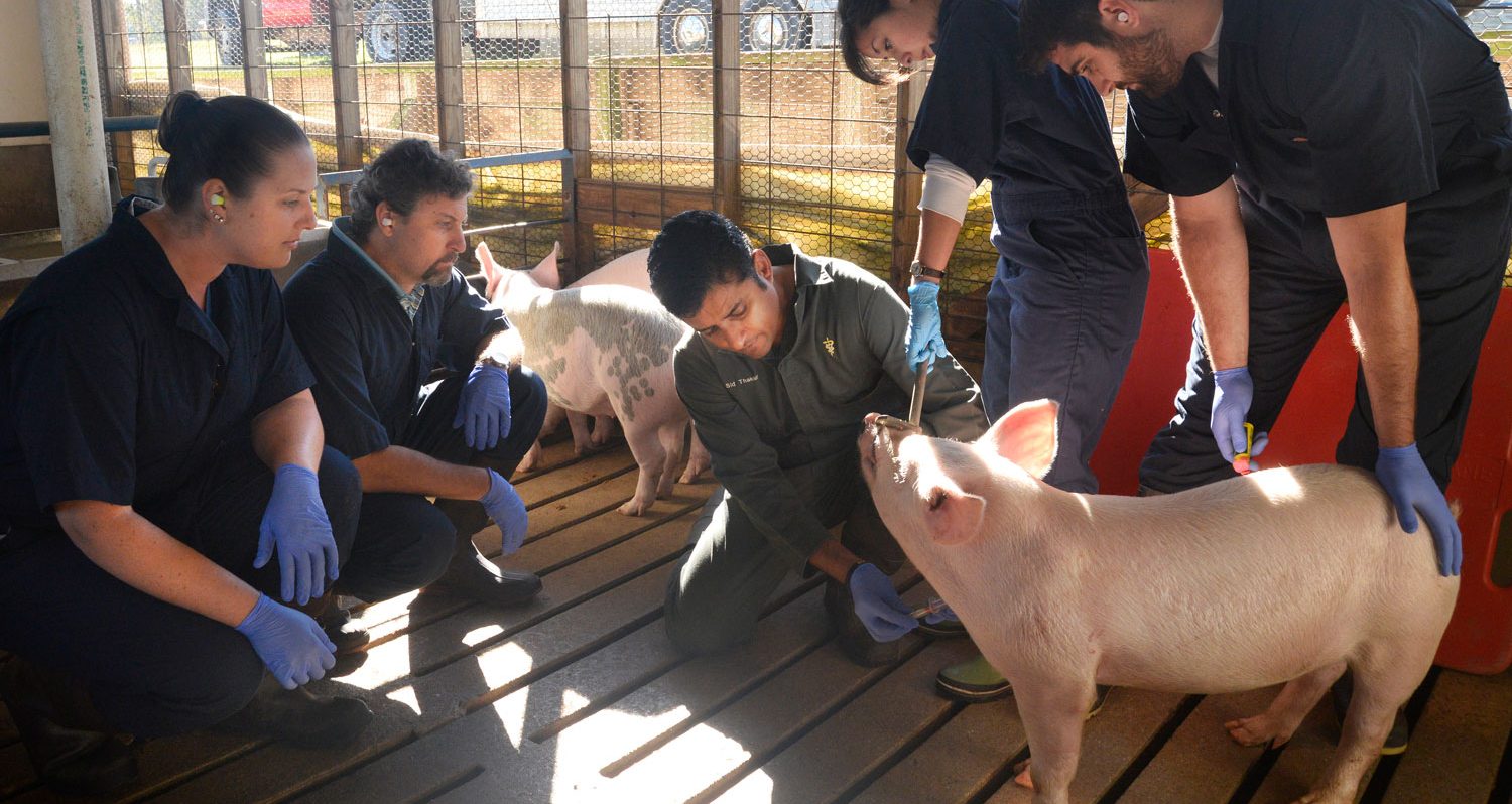 Sid Thakur examines pig