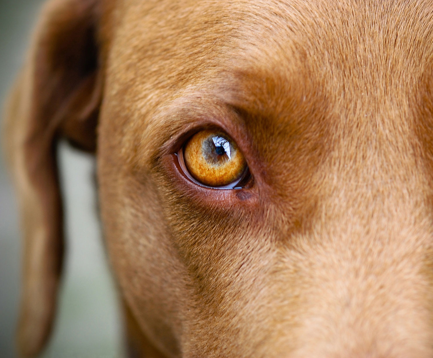 close up of dog's eye