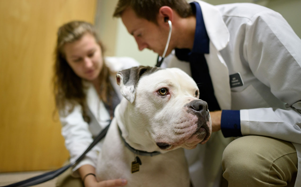 vet examines patient