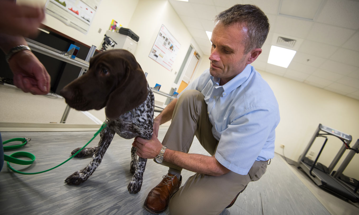 Duncan Lascelles performs pain treatment on dog patient