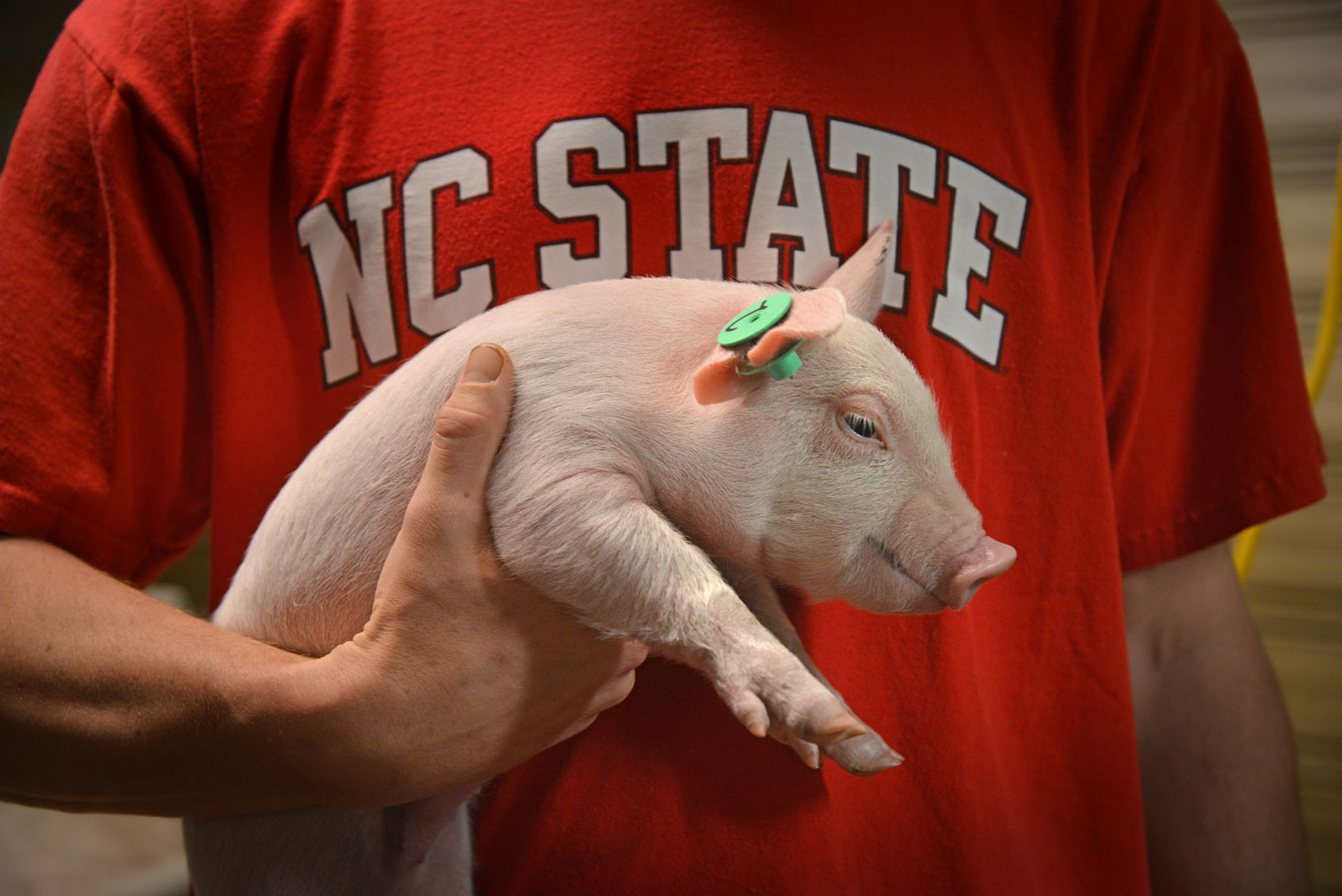 faculty member holds piglet
