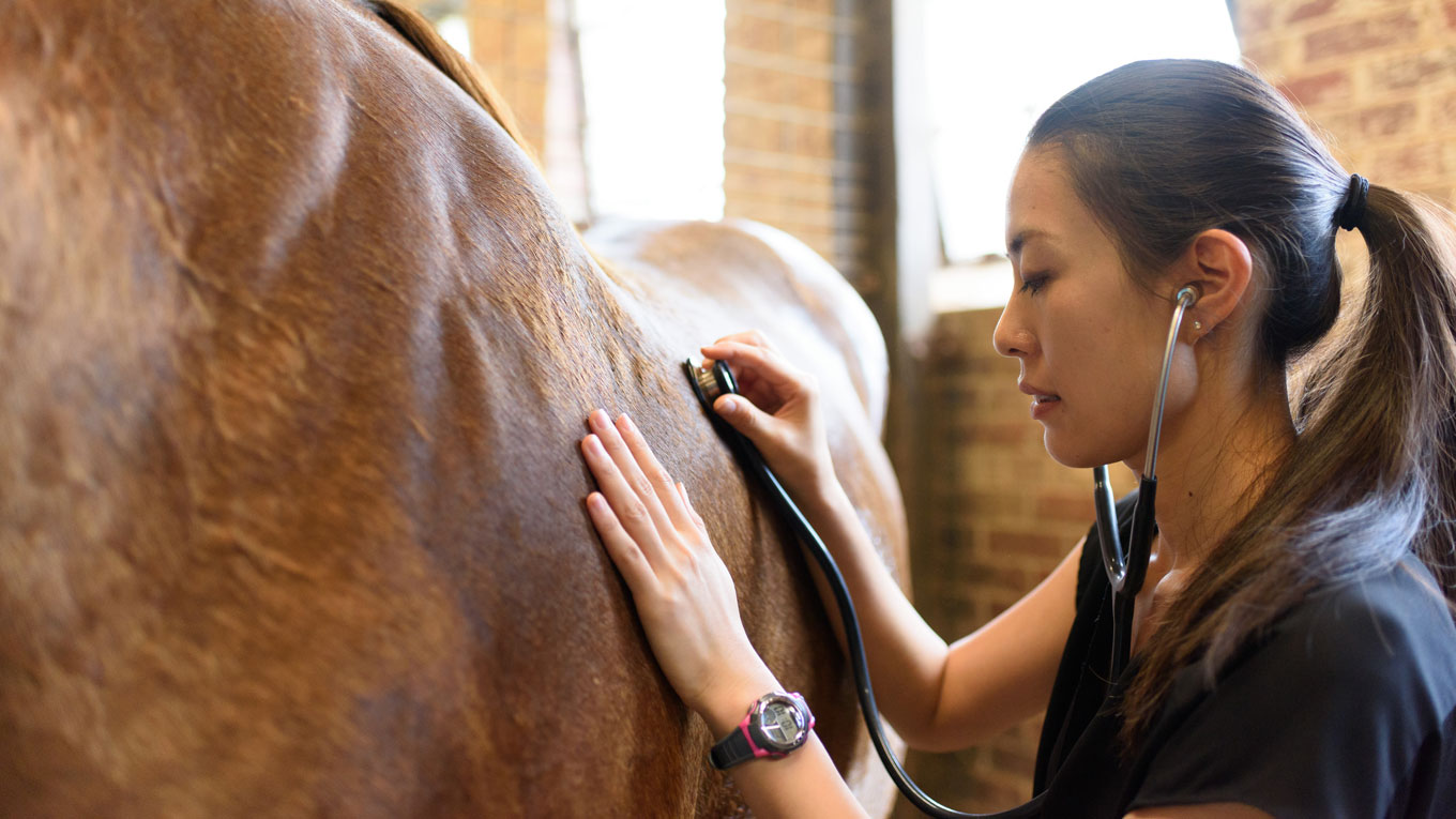 vet listens to horse's heartbeat