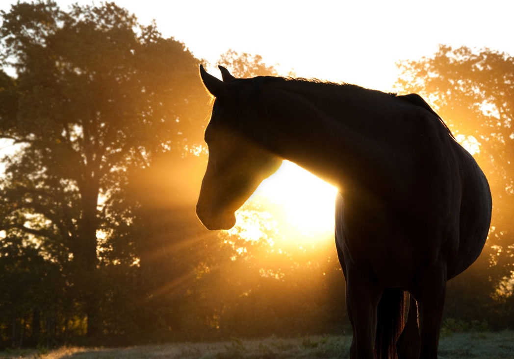 Socks the horse as the sun sets