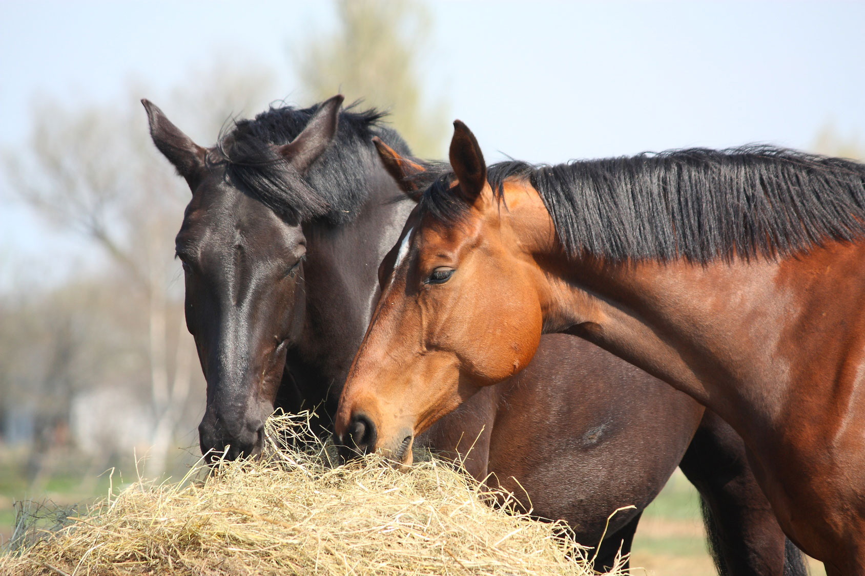 Two-horses-eating