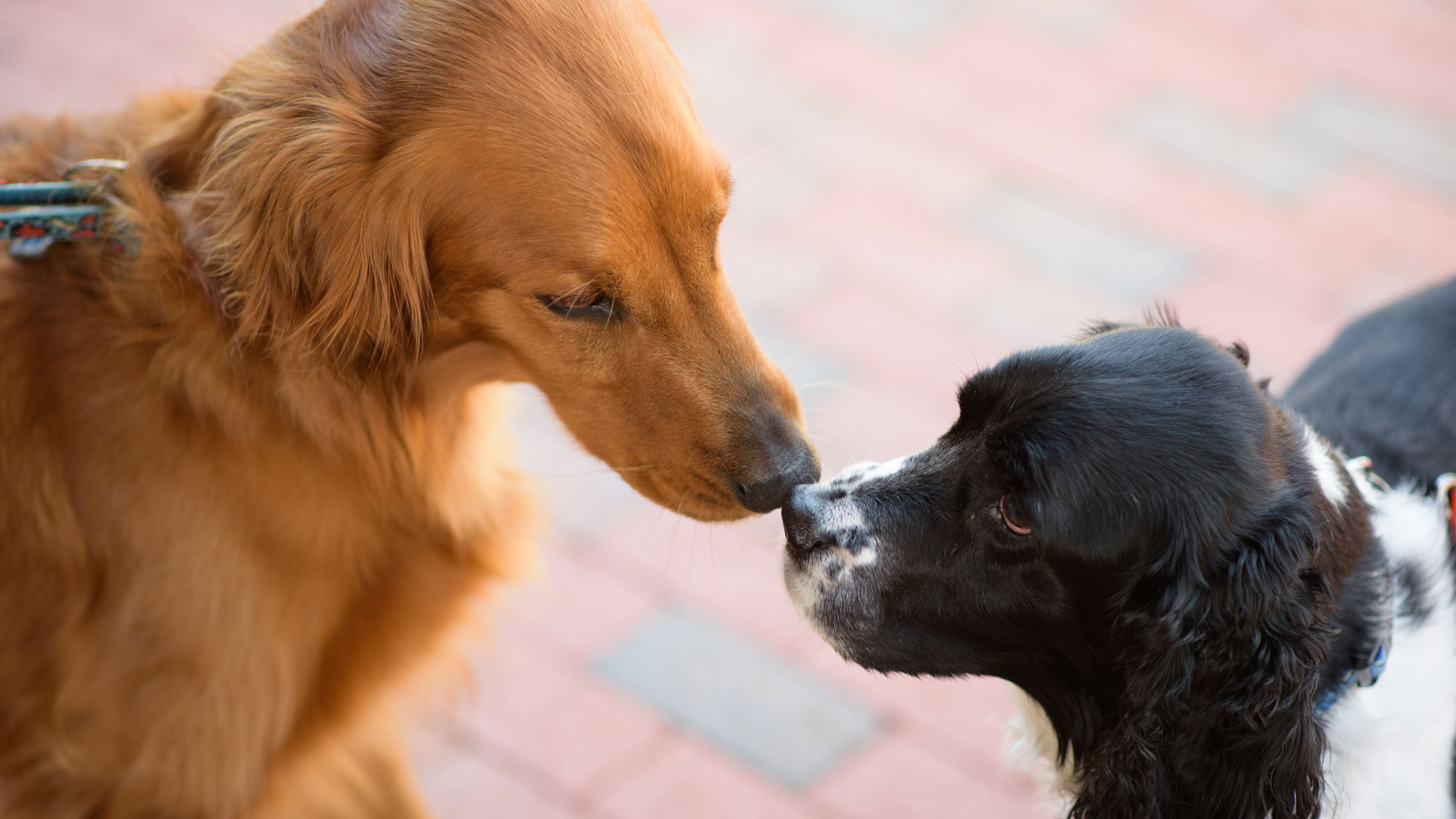 dogs sniff each other