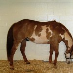 An EEE-infected horse may stand as if immobile with its head hanging very low or it may lean against a wall