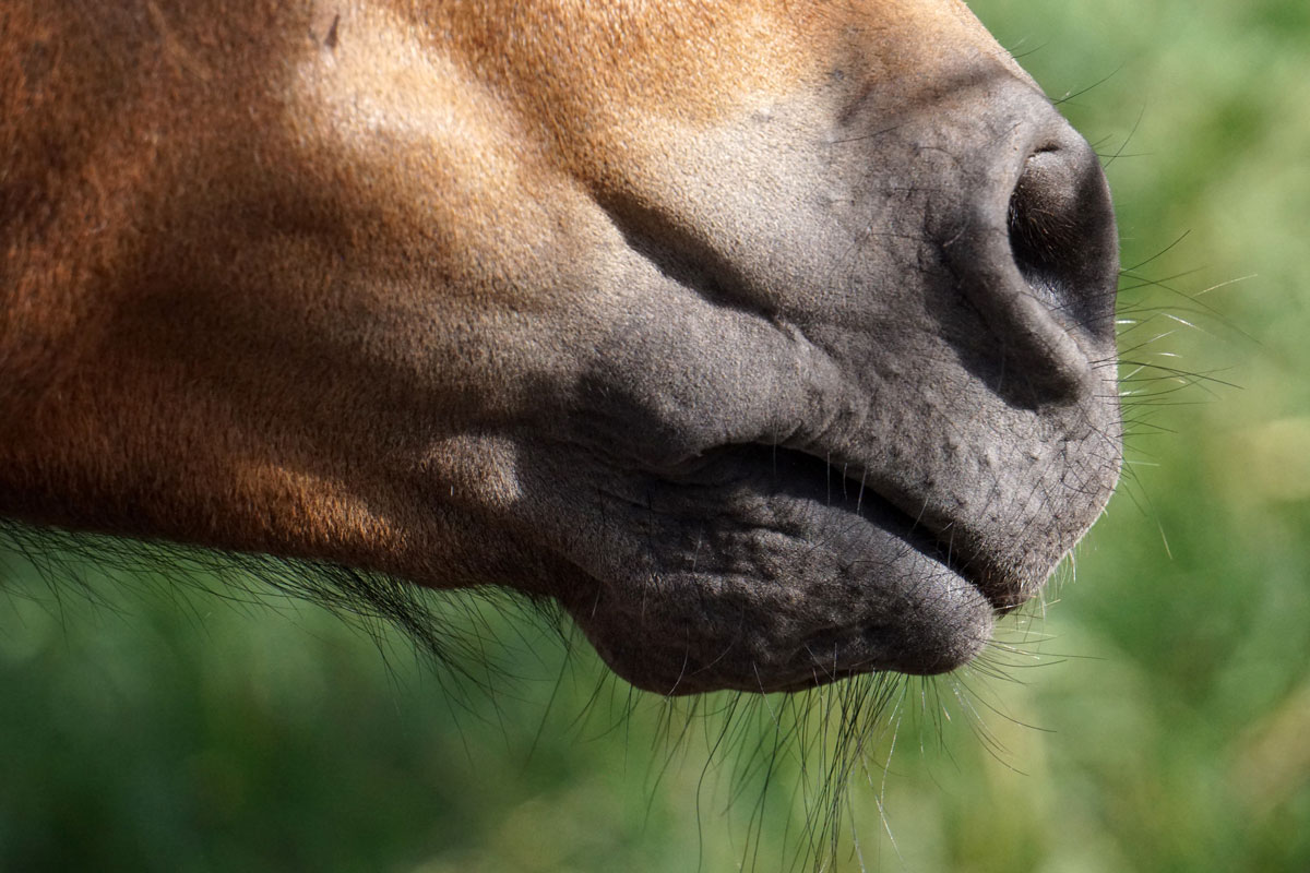 close up of horse's muzzle