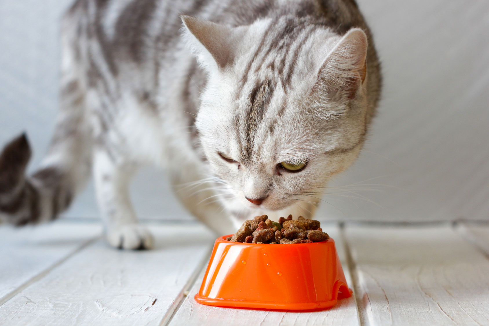 cat eating from food bowl