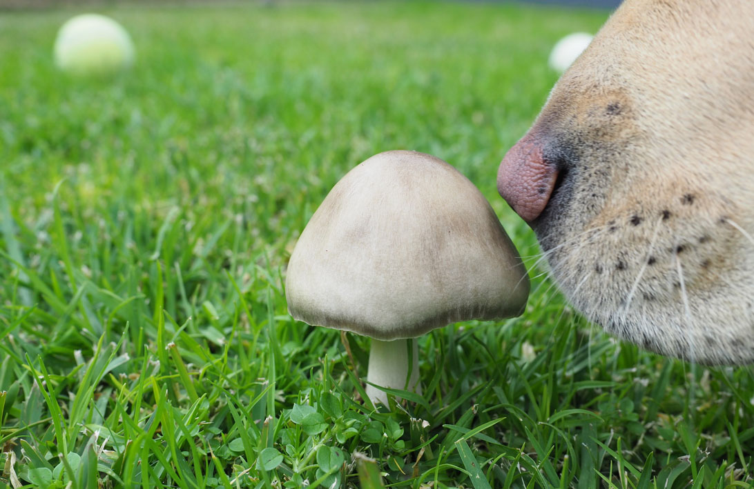 dog sniffing mushroom