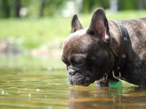 French bulldog drinks from lake water