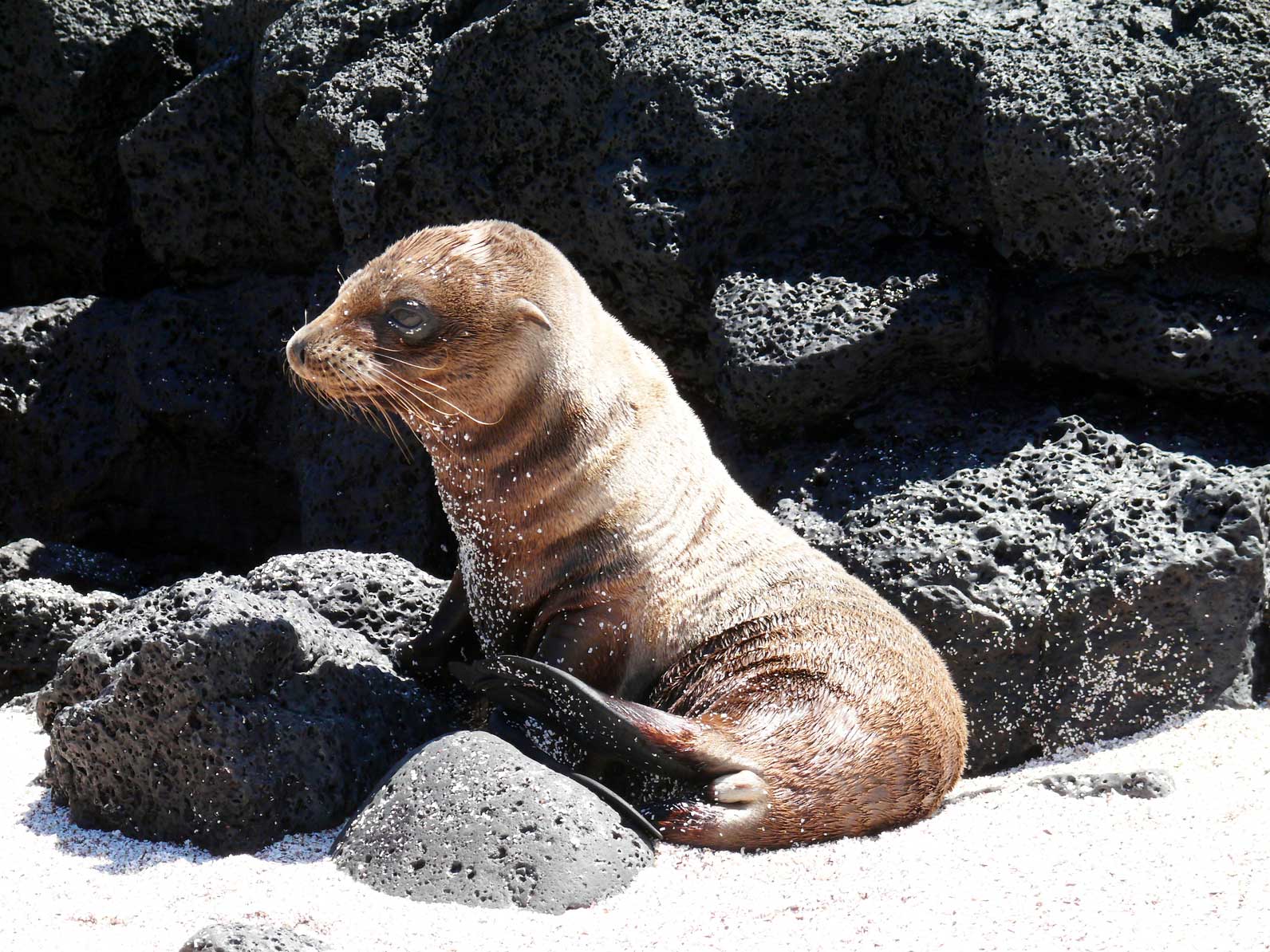 sea lion on the beach in the Galapagos