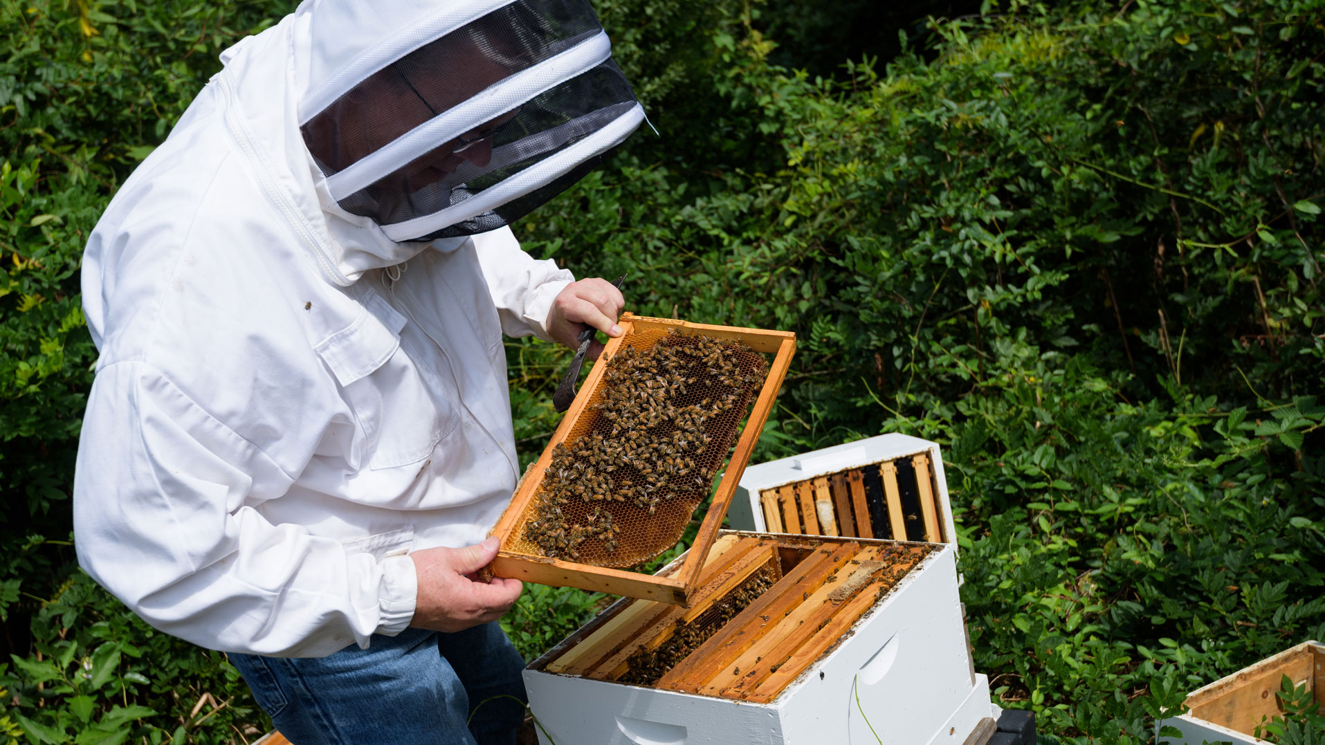 Tom Krupa inspecting campus beehive