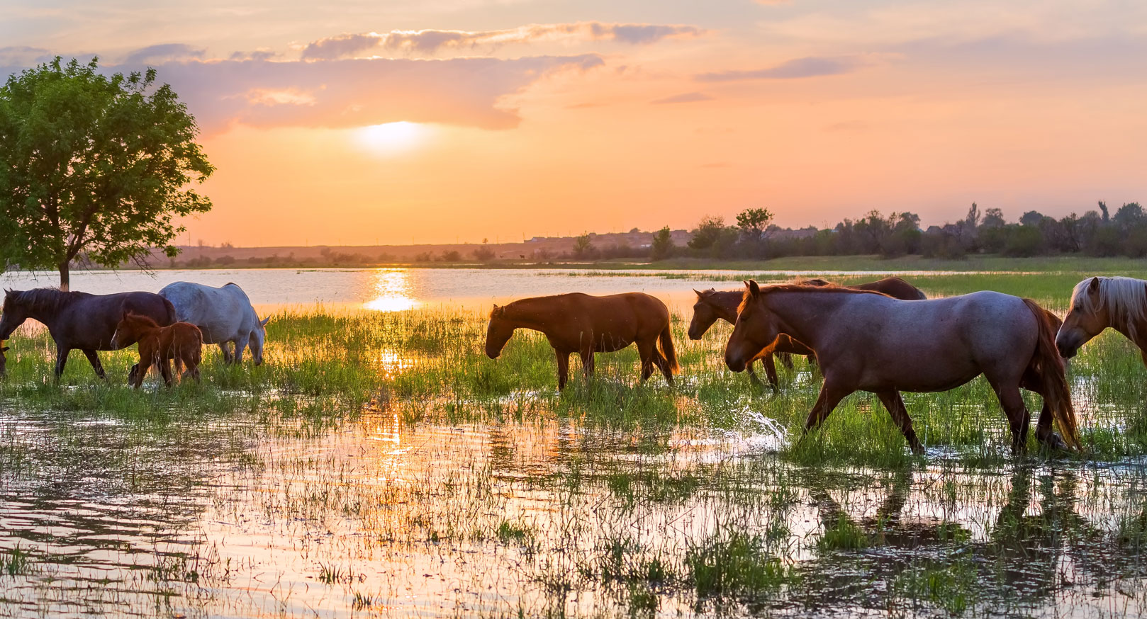 horses wade in standing water