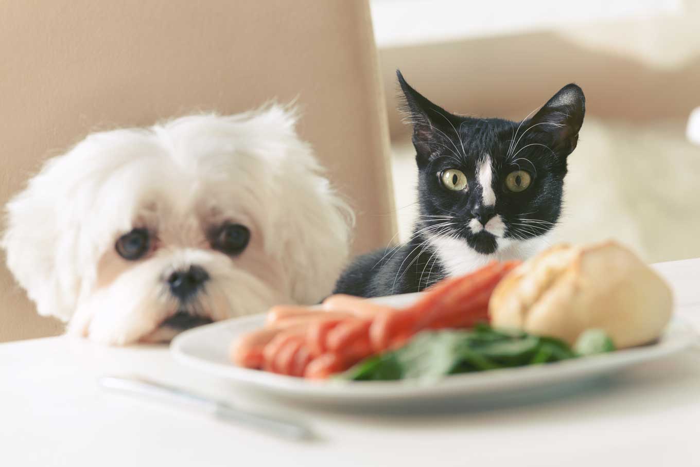 cat and dog look at owners plate of food