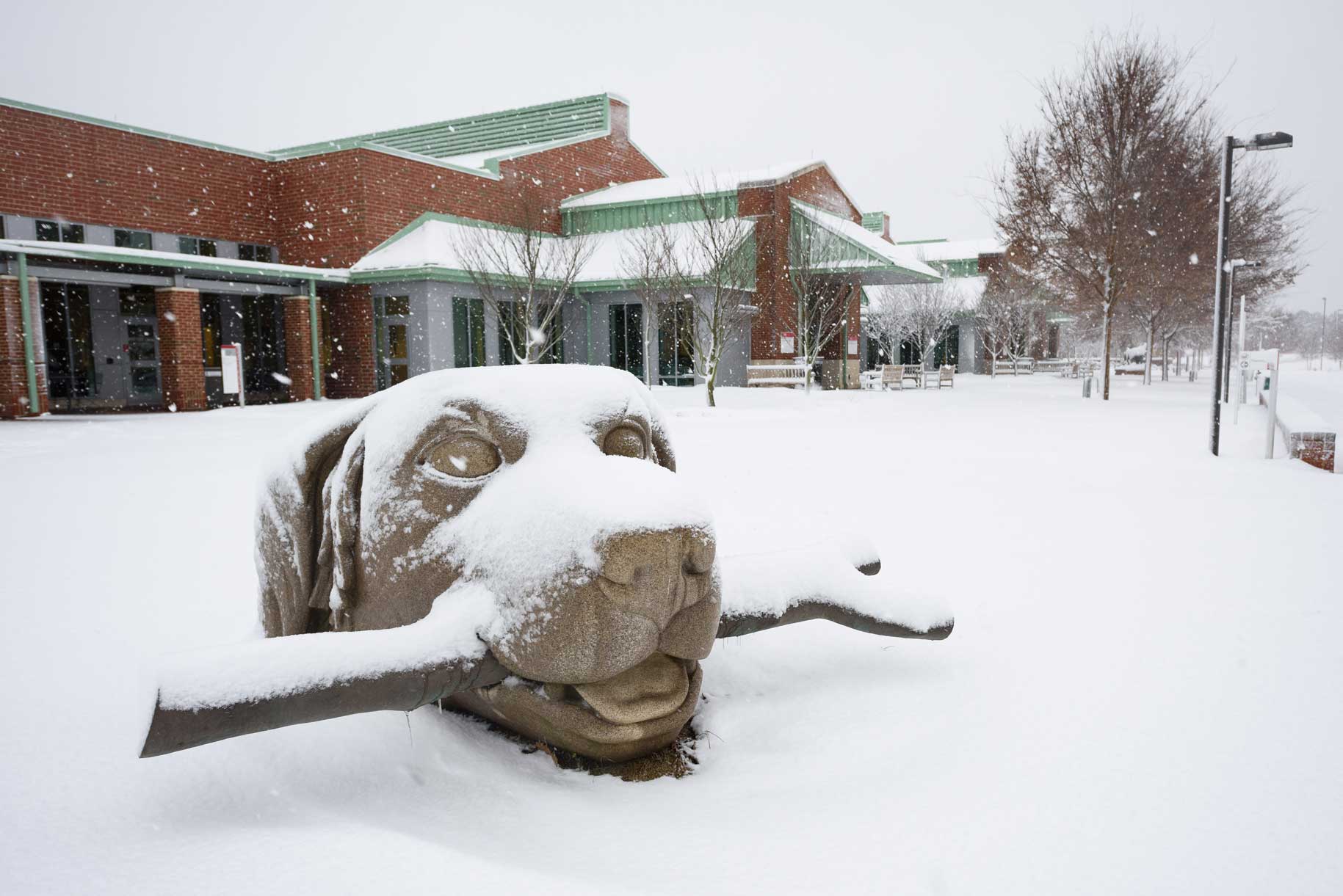 Snow blankets the CVM campus