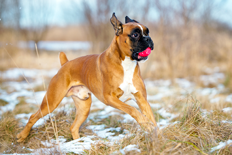 german boxer dog playing with ball