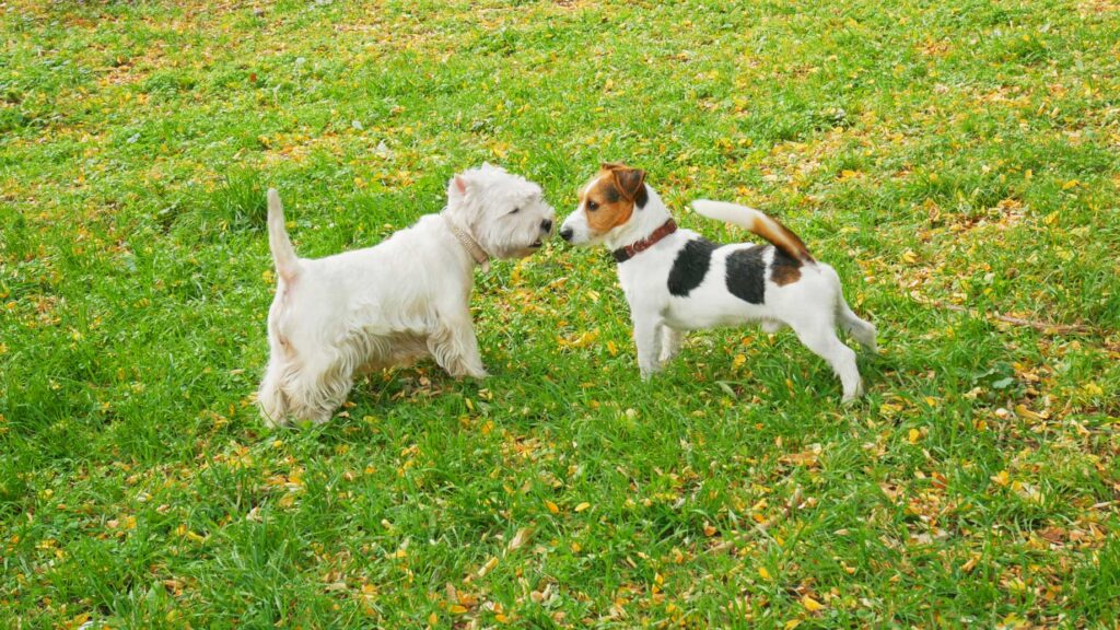 white west dog and Jack Russell terrier are walking together in sunny summer day outdoors