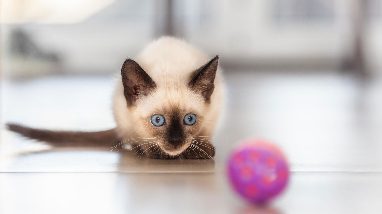 siamese cat plays with ball