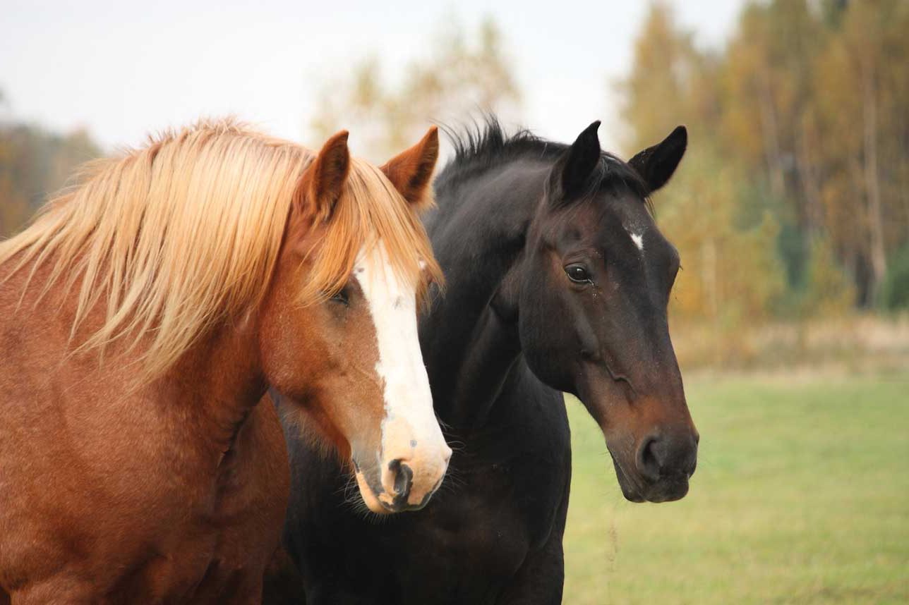 Two horses in pasture.