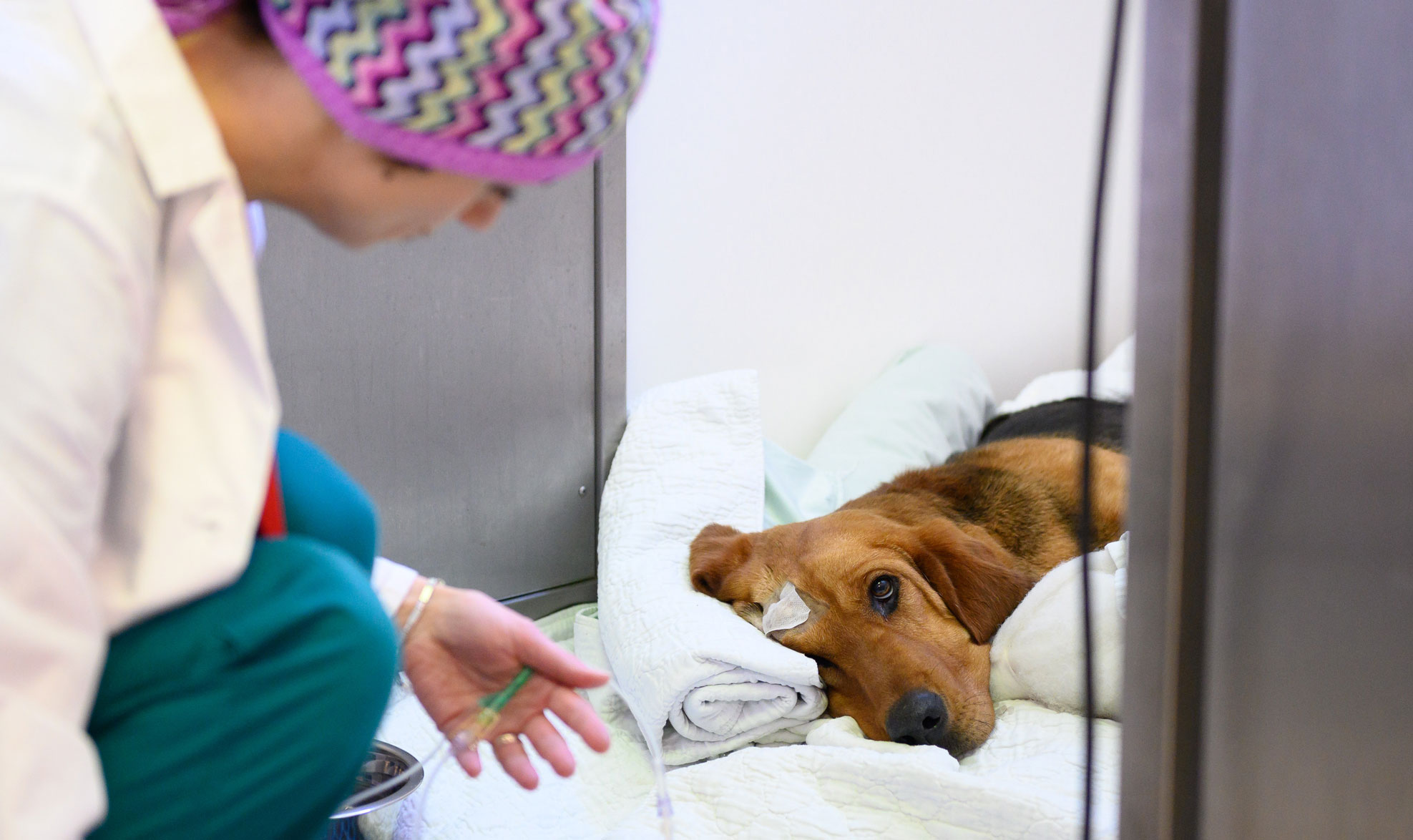 Kilo the bloodhound gets surgery