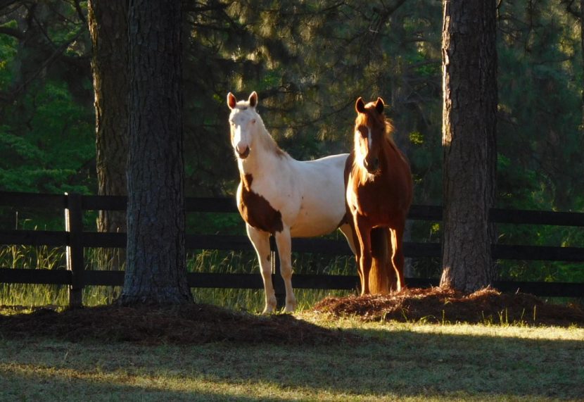 horses Rosie and Kassie in pasture