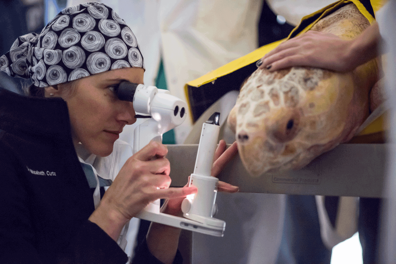doctor examines sea turtle's eye