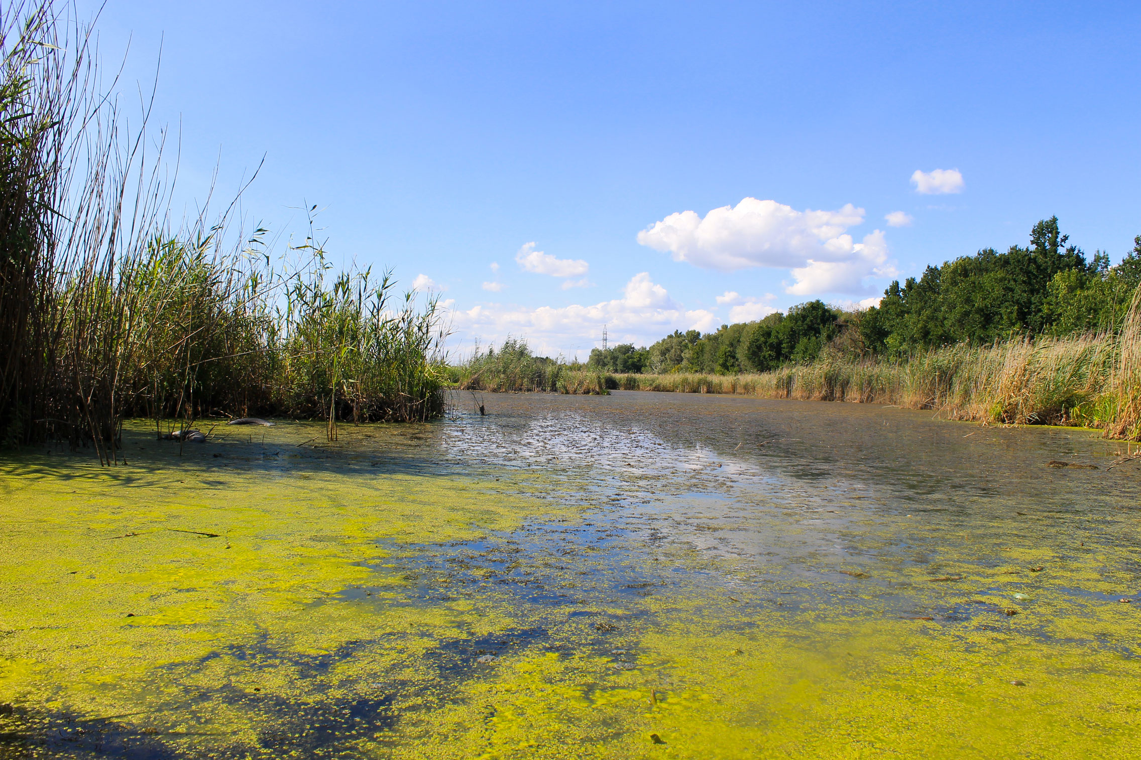 toxic algae bloom in pond