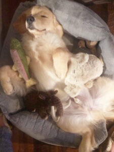 Trout sleeping with all of his favorite toys, including a baby dog and a trout. Photo submitted by Ellen Williams