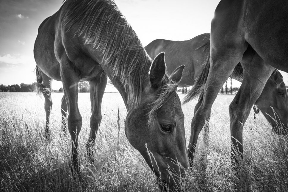 horses graze in field