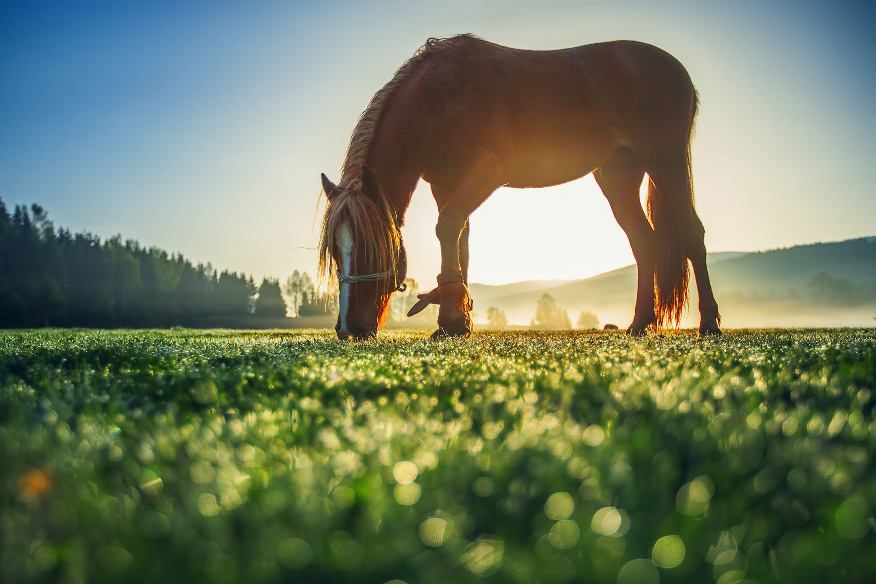 Horse grazing in a pasture at sunset
