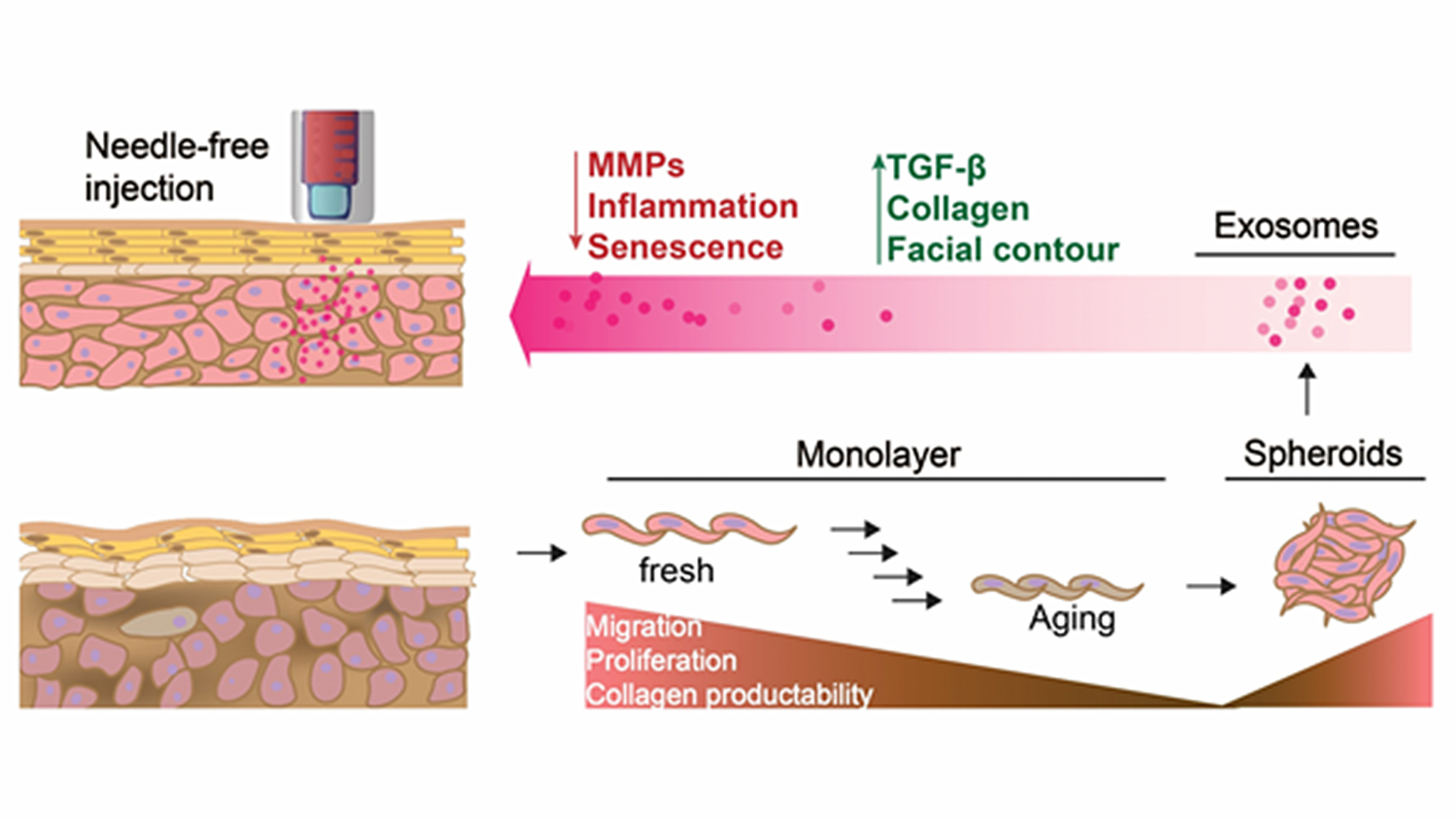 Monolayer dermal fibroblasts were cultured into spheroids, then exosomes were collected and delivered by a needle-free injector for skin aging treatment