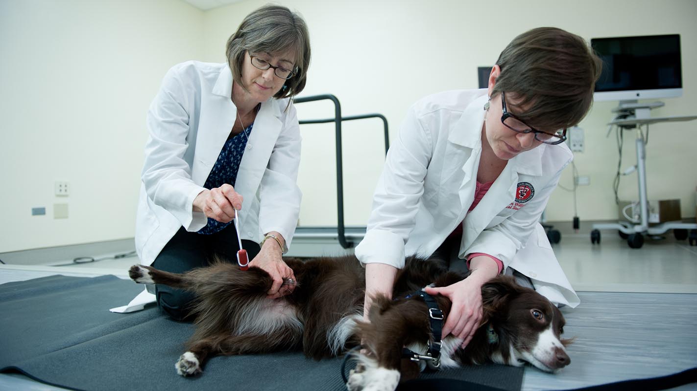 vets check dogs reflexes