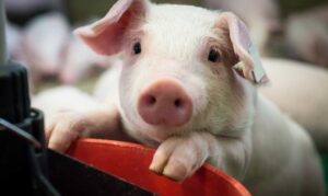 Cute piglet leans over the back of a chair