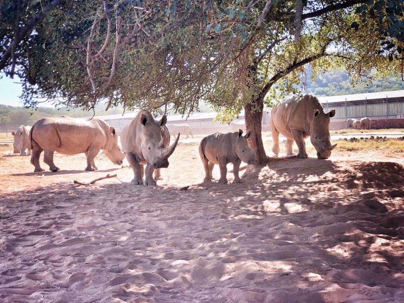 Adult and young white rhinoceros at a private farm in South Africa