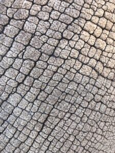 The intricate squared pattern of white rhinoceros skin