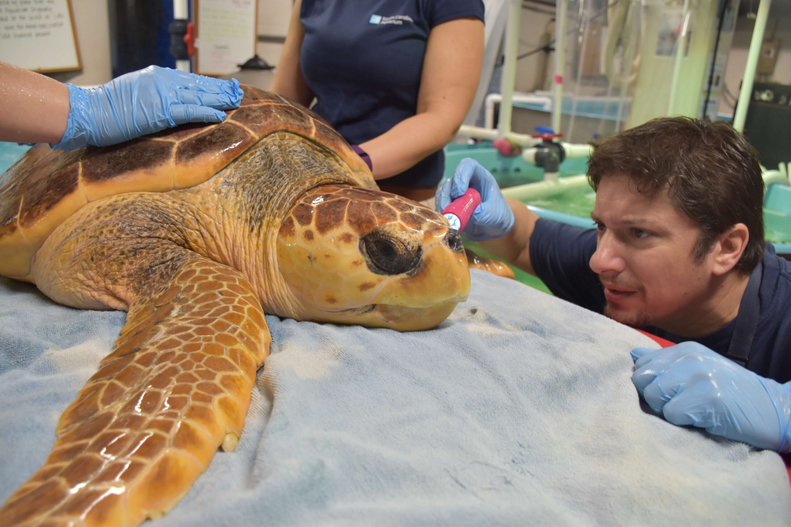 Shane Boylan examines a turtle at the South Carolina Aquarium.