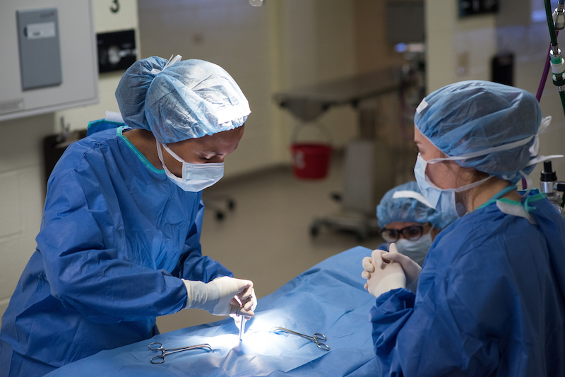 Study: CVM students with team-training displayed more effective communication during surgery.