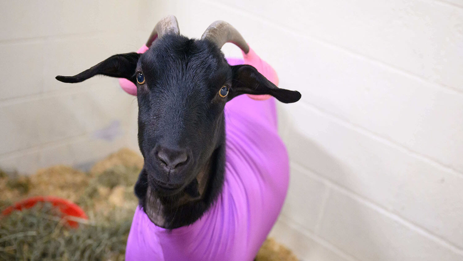 black goat with purple shirt and pink tennis balls on horns