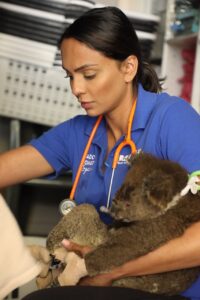 A veterinarian cares for a koala
