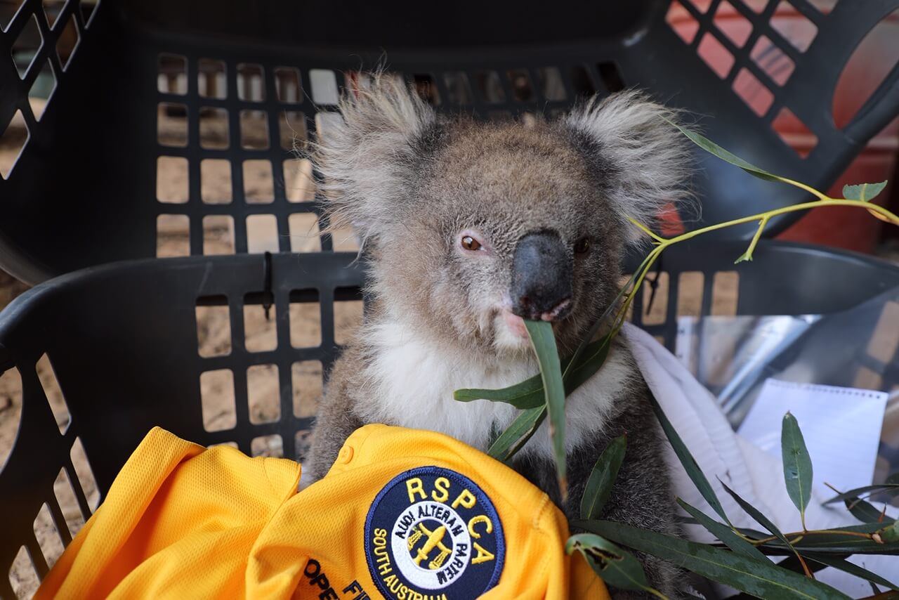 a rescued koala eating