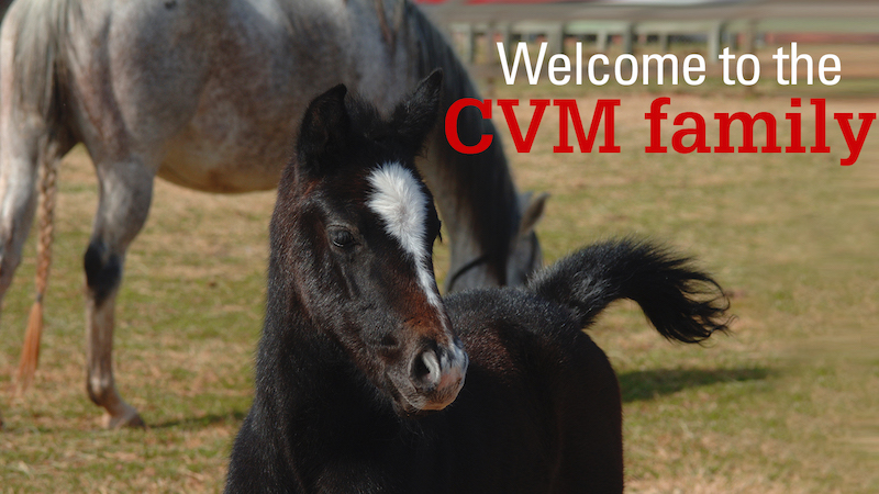 New to the CVM Family