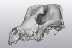 Sheba skull 3D