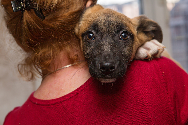 How You Can Help Texas Animals in Need | Veterinary Medicine News