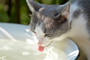 cat water summer