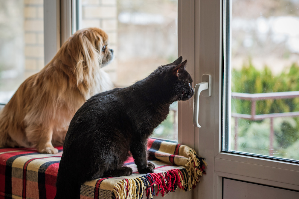Adjusting Pets to Life After COVID-19 Quarantine | Veterinary Medicine News